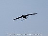 Flying eagle (photo: Njei M.T)
